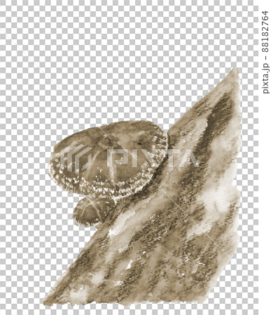 セピアトーンのほだ木で栽培された椎茸【手描き水彩画】白バック 透過背景 セピアトーンのほだ木で栽培された椎茸【手描き水彩画】白バック 透過背景 88182764
