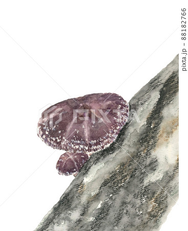 ほだ木で栽培された椎茸 トリミング【手描き水彩画】白バック 透過背景 ほだ木で栽培された椎茸 トリミング【手描き水彩画】白バック 透過背景 88182766