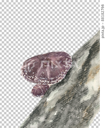 ほだ木で栽培された椎茸 トリミング【手描き水彩画】白バック 透過背景 ほだ木で栽培された椎茸 トリミング【手描き水彩画】白バック 透過背景 88182766
