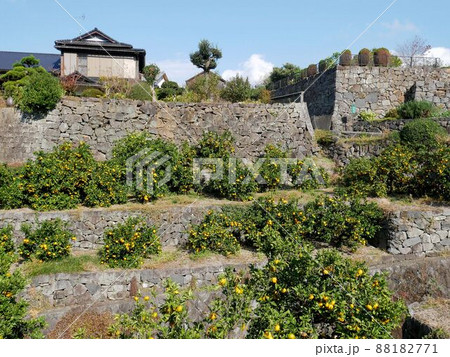 天水町小天のミカン園と美しい石垣　（熊本県玉名市） 88182771