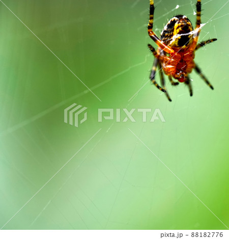 Wasp spider, Argiope bruennichi, in spider web against a green background 88182776