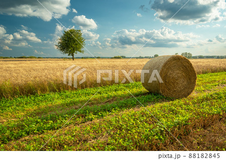 A bale of hay is lying next to a grain field and a lonely tree in the distance 88182845