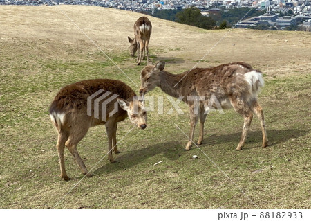 山頂で寛ぐ若草山の鹿 88182933