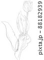 チューリップ 88182939