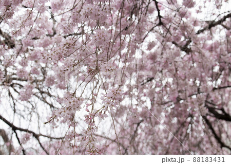 満開の枝垂れ桜 88183431