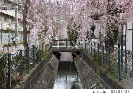 満開の桜と二ヶ領用水 満開の桜と二ヶ領用水 88183432