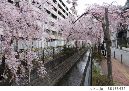 満開の桜と二ヶ領用水 満開の桜と二ヶ領用水 88183435