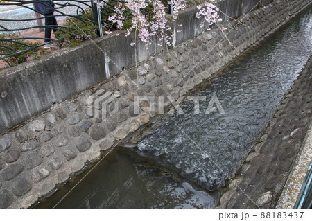 枝垂れ桜と二ヶ領用水 枝垂れ桜と二ヶ領用水 88183437