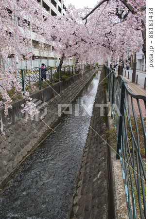 満開の桜と二ヶ領用水 88183438