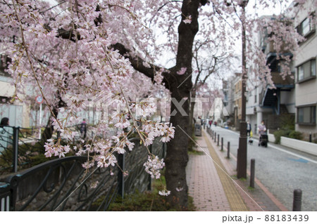 満開の桜と二ヶ領用水 満開の桜と二ヶ領用水 88183439