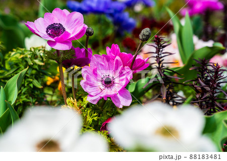 アネモネの咲く春の花壇 アネモネの咲く春の花壇 88183481