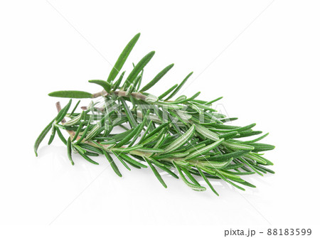 fresh rosemary isolated on white background. fresh rosemary isolated on white background. 88183599