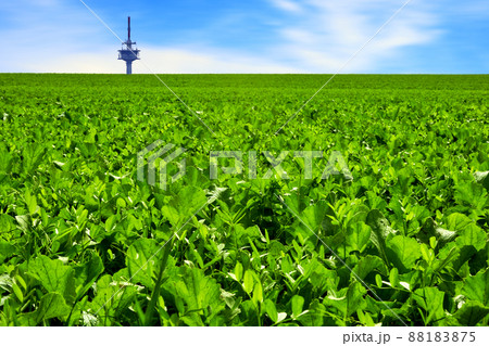 Field with young sugar beets to the horizon, behind which rises the top of a television tower 88183875