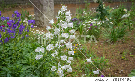 白いフウリンソウの花 88184490