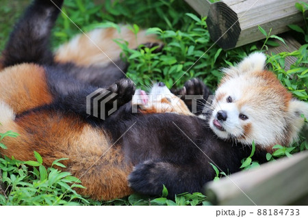 〔福井県・鯖江市西山動物園・7月］仲間とジャレ合っているレッサーパンダ  88184733