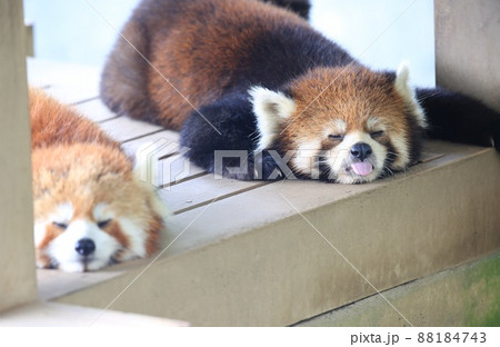 〔福井県・鯖江市西山動物園・7月］夏バテモード全開で、舌を出して休むレッサーパンダ  88184743