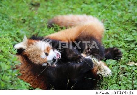 〔福井県・鯖江市西山動物園・7月］全力で取っ組み合い（ジャレ合って）しているレッサーパンダ 88184745