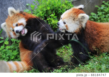 〔福井県・鯖江市西山動物園・7月］パンチ（ジャレ合い）をするレッサーパンダ たち 88184747