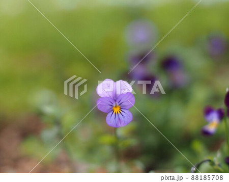 ペイルブルーの日かげのスミレ(公園の片隅に咲いた菫の花) ペイルブルーの日かげのスミレ(公園の片隅に咲いた菫の花) 88185708
