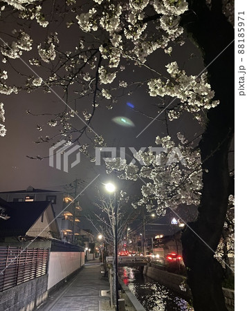 大阪府八尾市玉串川の夜桜 88185971