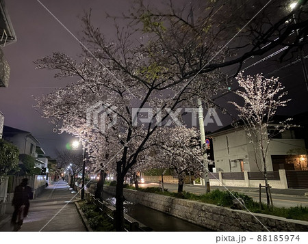 大阪府八尾市玉串川の夜桜 大阪府八尾市玉串川の夜桜 88185974