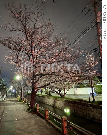大阪府八尾市玉串川の夜桜 88185975