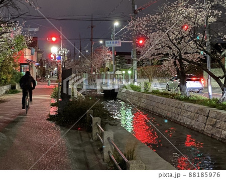 大阪府八尾市玉串川の夜桜 88185976