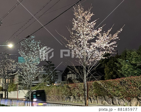 大阪府八尾市玉串川の夜桜 大阪府八尾市玉串川の夜桜 88185977