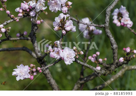 ハナモモ 88185993