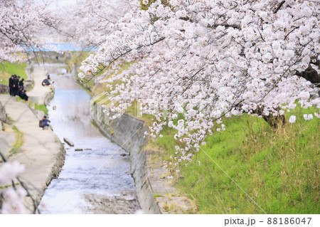 満開の高田千本桜　 88186047