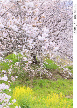 満開の高田千本桜 満開の高田千本桜 88186069