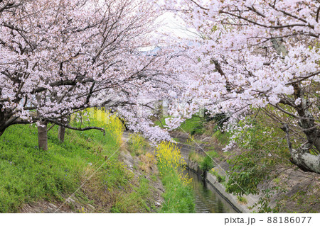 満開の高田千本桜 満開の高田千本桜 88186077