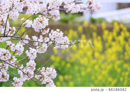 満開の高田千本桜 満開の高田千本桜 88186082