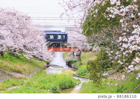 満開の高田千本桜　 88186110