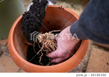 アスパラガスの苗を植え付けているところ アスパラガスの苗を植え付けているところ 88186366
