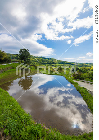 大分県別府市内成の水田 88186605