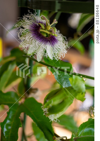 室内で育てているパッションフルーツの花 88186648