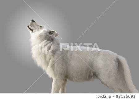 no.120 白翡翠の月と遠吠えのオオカミ 白いオオカミが空に向かって遠吠えをするのイラスト素材 [88186693