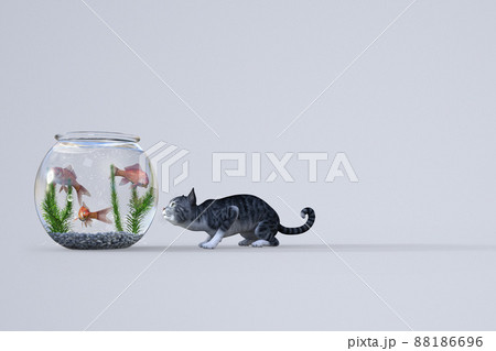 金魚鉢の中を泳ぐ三匹の金魚をじっと見つめ狙いを定めるサバトラの猫 88186696