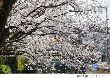 高知城お堀の桜 高知城お堀の桜 88186722