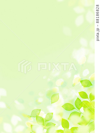 輝く若葉　背景素材 88186828