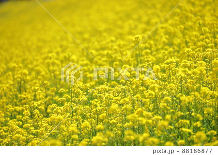 埼玉県川越市 荒川入間川沿い土手に広がる菜の花 埼玉県川越市 荒川入間川沿い土手に広がる菜の花 88186877
