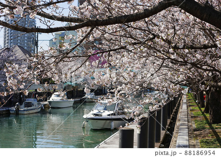 堀川沿い 桜並木 堀川沿い 桜並木 88186954