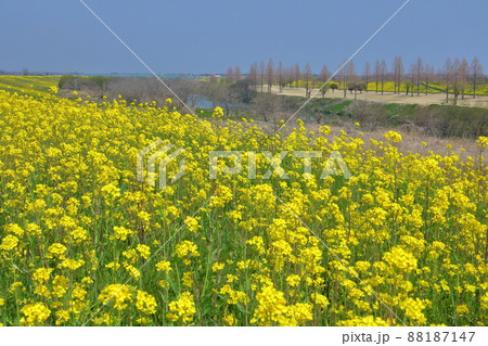 埼玉県川越市　荒川入間川沿い土手に広がる菜の花 88187147