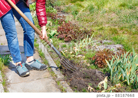 A woman digs up a flower bed with a metal pitchfork on a sunny spring day. A woman digs up a flower bed with a metal pitchfork on a sunny spring day. 88187668