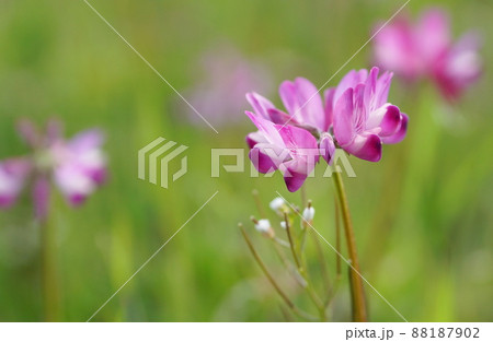 蓮華草 88187902