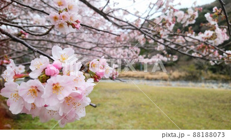 満開の桜 88188073