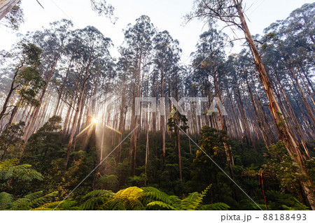 The Black Spur near Narbethong in Australia 88188493
