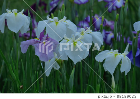 凛として優雅に咲く 凛として優雅に咲く 88189025