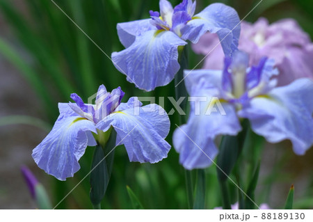 凛として優雅に咲く 88189130